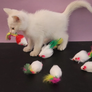 Realistic plush mouse cat toy set with colorful feathers for indoor pet play and hunting