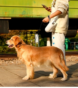 Portable white dog water bottle with hook shown in outdoor travel scene with Golden Retriever