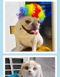 Close-up of rainbow afro and blonde fringe wigs for pets funny costume styling