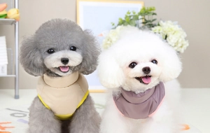 Close-up of small dogs wearing purple and beige padded winter vests in a cozy setting