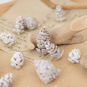 Macro shot of white frosted pine cones on vintage paper for Christmas decor