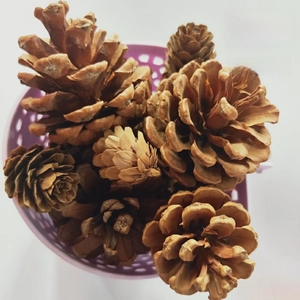 Top view of natural dried pine cones with detailed woody textures in a container