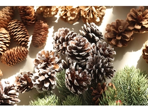 Macro shot of natural pine cones and gold-plated pine needles for Christmas DIY decor