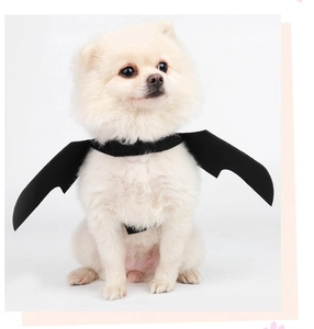 Close-up of black felt bat wings costume on a Pomeranian dog for Halloween party