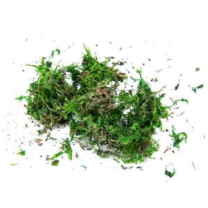 Macro di muschio essiccato verde naturale per composizioni floreali e decorazioni