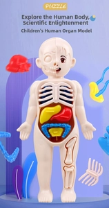 Detail view of detachable internal organs and skeletal frame of human anatomy model for kids