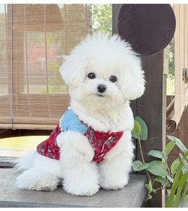 Detail view of red floral pet vest with pearl trim and vintage patterns on a small dog