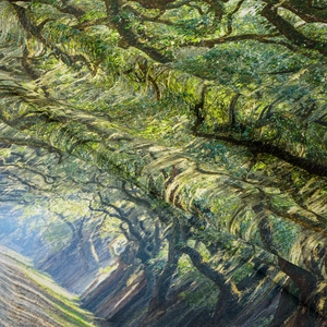 Detail shot of the fine texture and high-definition forest path print on the tapestry