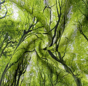 Detailed macro view showing the dense high-quality fabric texture of the forest wall tapestry