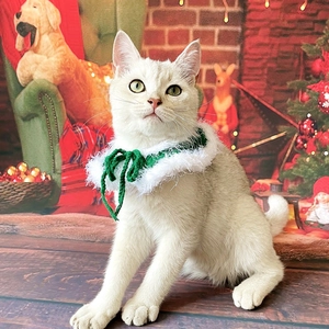 Close-up of green and white knit Christmas scarf on a white cat in a festive home setting