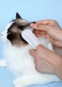 Close-up of a disposable white finger wipe cleaning a ragdoll cat's ear on blue background