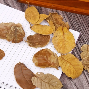 Macro shot of natural dried leaves for DIY crafts on a spiral notebook background