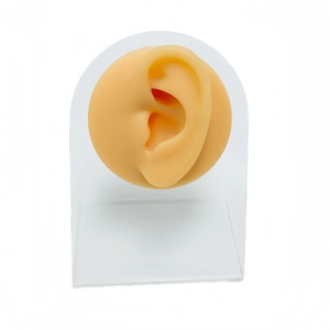 Professional silicone ear piercing model on clear acrylic stand for jewelry display