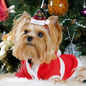 Detail of red fleece pet Christmas outfit and plaid hat on a dog with festive background