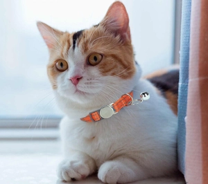 Collare riflettente arancione per gatti con campanello e supporto per tracker