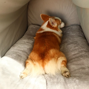 Casa lavable y cálida para perros grandes con cojín de felpa y diseño semicerrado