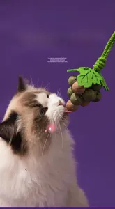 Ragdoll cat interacting with grape-shaped catnip toy for dental health and stress relief