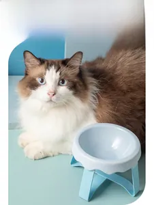 Detail view of large light blue ceramic cat bowl with wood stand and ragdoll cat