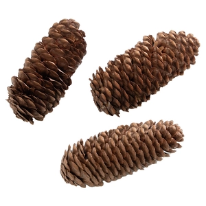Three large natural pine cones for Christmas DIY wreaths and festive home decorations