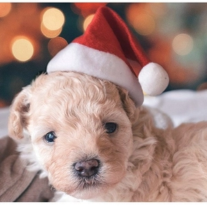 Cute dog wearing a plush red and white Christmas hat with festive bokeh background