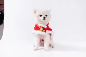 Süßer weißer Hund mit rotem Weihnachts-Haustier-Cape, Kunstpelzbesatz und Goldglocken