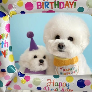 Cute white Bichon dogs wearing purple birthday hats and bibs with inflatable photo frame