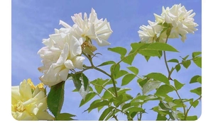 Close-up of fresh white roses against a clear blue sky background for floral handbags
