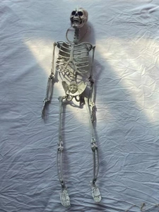 Detail of life-sized plastic skeleton prop with movable joints on a white fabric surface
