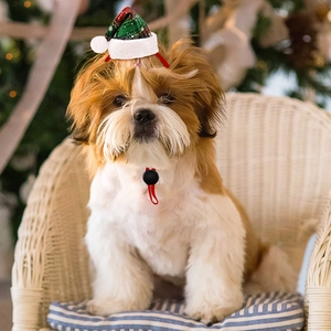Close-up of a festive red and green plaid pet Christmas hat with an adjustable strap