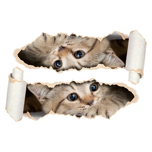 3D cat wall stickers featuring cute kittens peeking through realistic torn paper holes