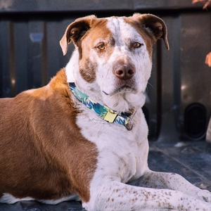 Floral pet collar with blue-green patterns and gold metal buckle on a large dog