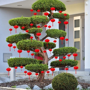 Red flocked lanterns with gold cords and red tassels hanging on green landscape trees