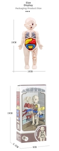Close-up of 18cm human organ anatomy model toy with STEAM educational box packaging