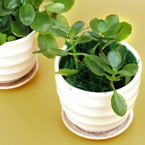 Dettaglio di fioriere in ceramica bianca con texture orizzontale, succulente e muschio finto