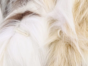 Macro view of multi-color faux fur texture with detailed elastic loop fastener detail