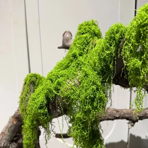 Artificial silk moss on natural driftwood for miniature landscapes and bonsai