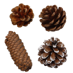 Lot de pommes de pin naturelles pour décoration de sapin et loisirs créatifs de Noël
