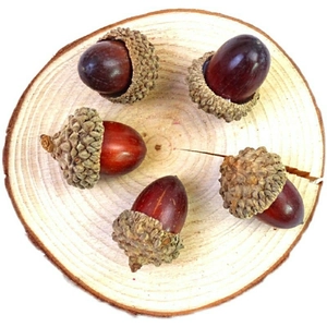 Macro detail of five natural acorns with textured caps on a rustic wooden slice base