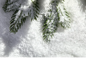 Close-up of artificial snow crystals on pine needles for Christmas scene decoration