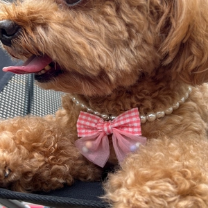 Close-up of a pet pearl necklace with a pink bow and mesh detail on a brown poodle