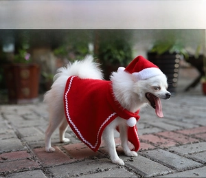 Close-up of a white dog wearing a red velvet Christmas cape and hat with white pom-pom