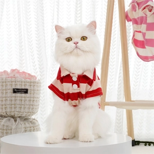 Close-up of a white cat wearing a red and white striped polo shirt in a cozy home setting