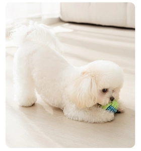 White Bichon Frise playing with colorful polka dot squeaky toy ball on wooden floor