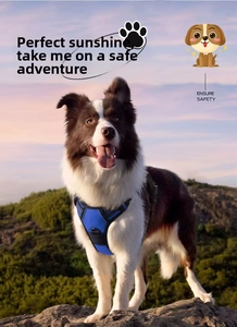 Detail of ergonomic electric blue dog harness on a Border Collie at sunset