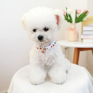 Close-up of a white Christmas pet collar with Santa charm and gold bell on a Bichon Frise