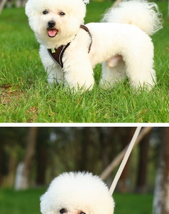 Breathable mesh dog harness with reflective strips on a white Bichon Frise in a green park