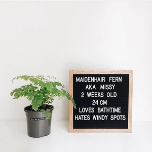 Minimalist wooden felt letter board with maidenhair fern plant for home decor and props