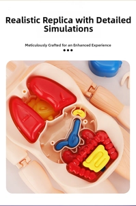 Detailed view of detachable internal organs for human anatomy educational model toy