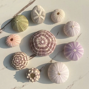 Close-up of assorted natural sea urchin shells in purple pink and green on marble