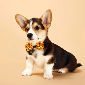 Macro shot of sunflower floral pet bowtie with adjustable strap on a corgi puppy model